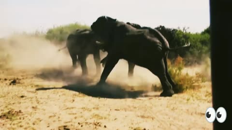 Vishal elephant fight