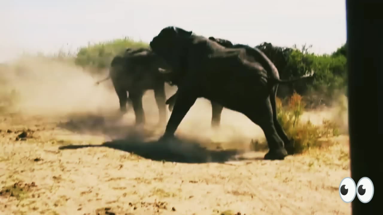 Vishal elephant fight
