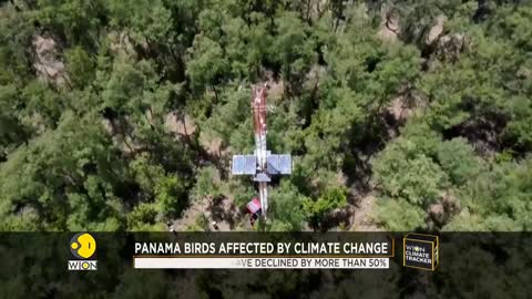 Panama Forest sees major bird declines, birds affected by climate change