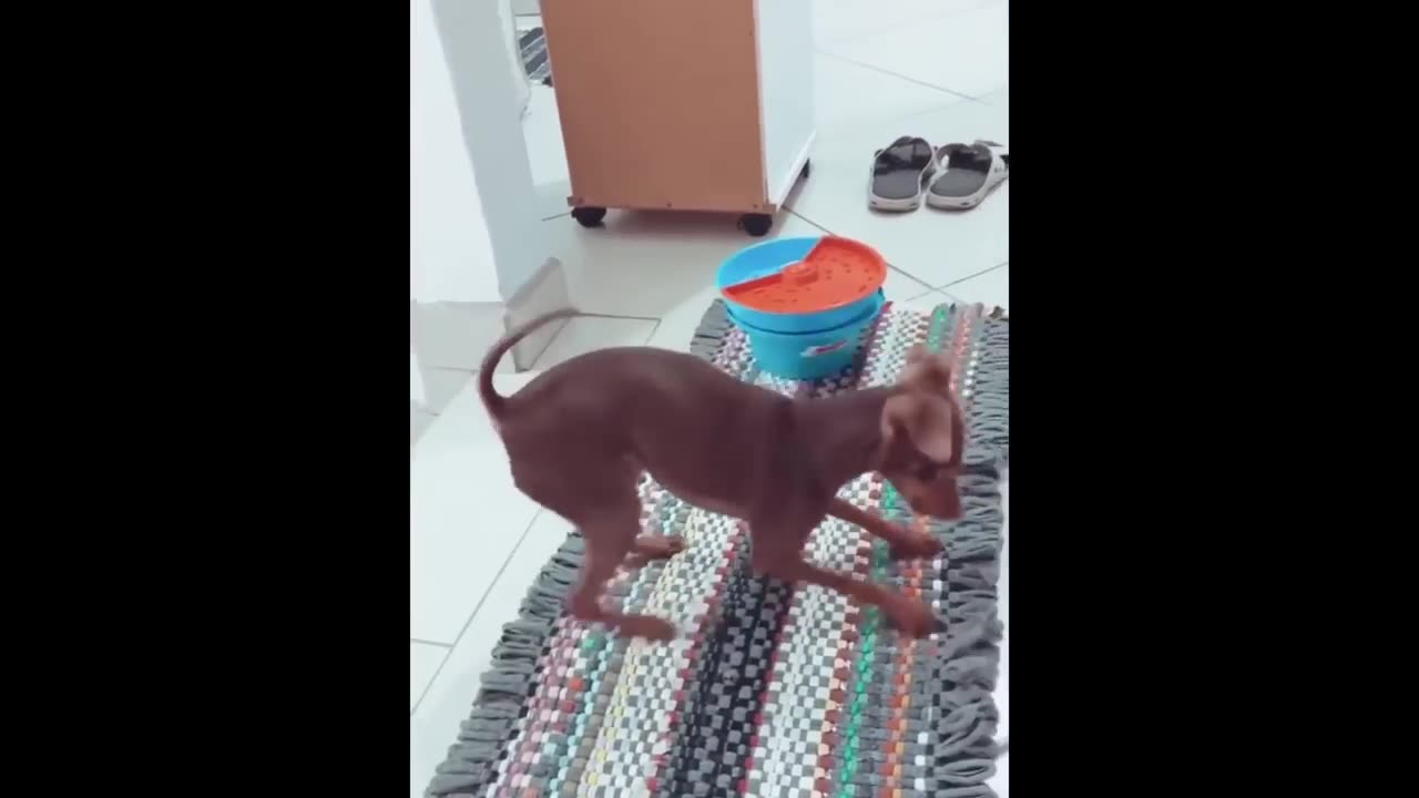 Funniest video