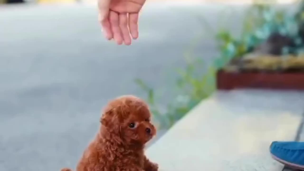Cute little dog