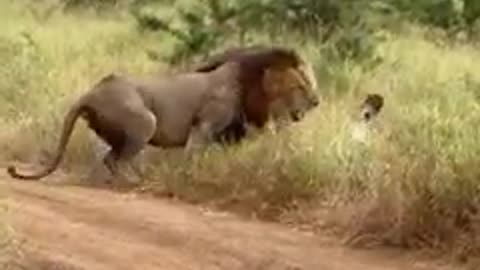 Animal: Older Lion fights younger Lion