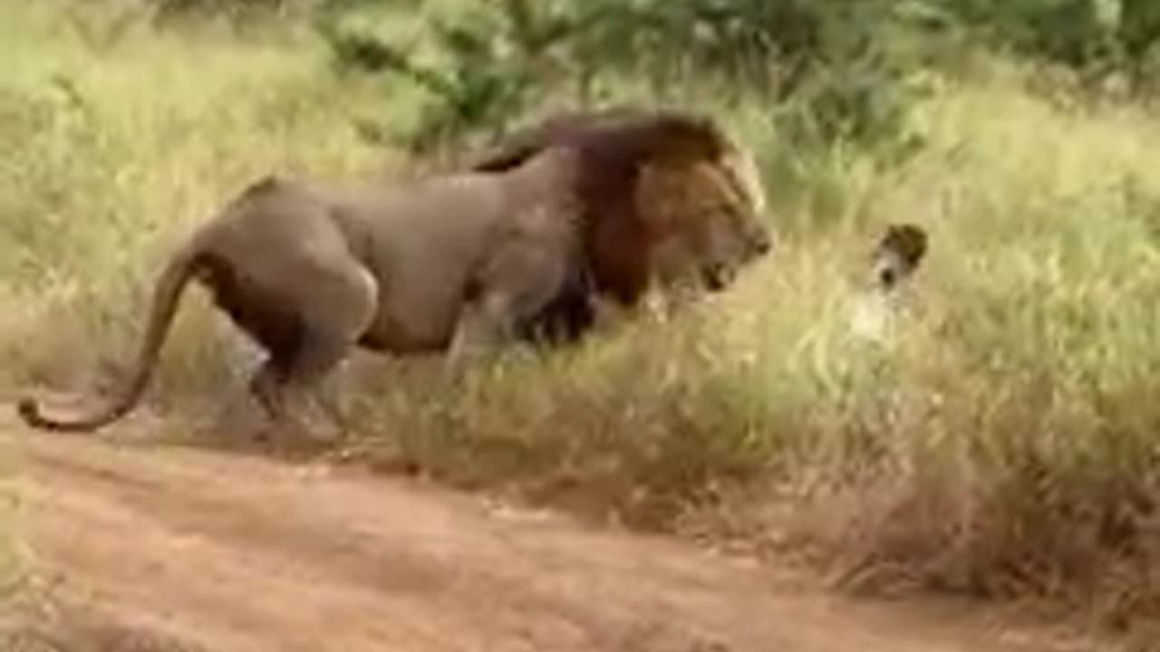 Animal: Older Lion fights younger Lion