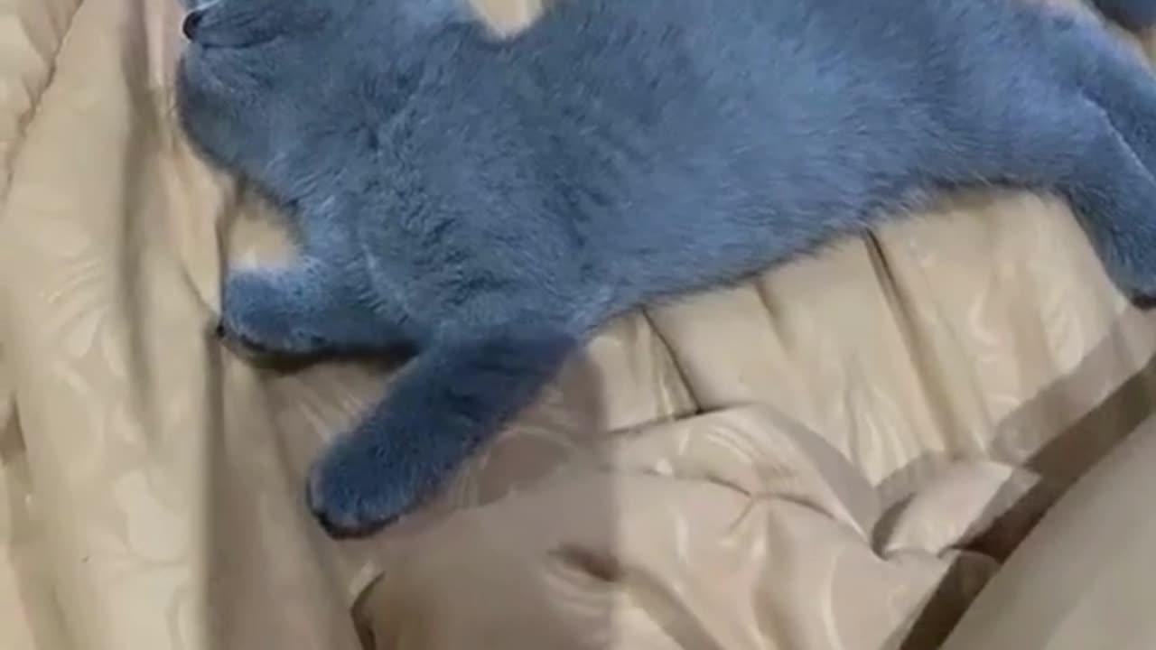 Cute And Funny Cats 😍😍😅😅 #viral #shorts #reels #cat #cats #pets #catsshare