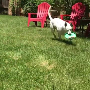 Funniest pets😁😁