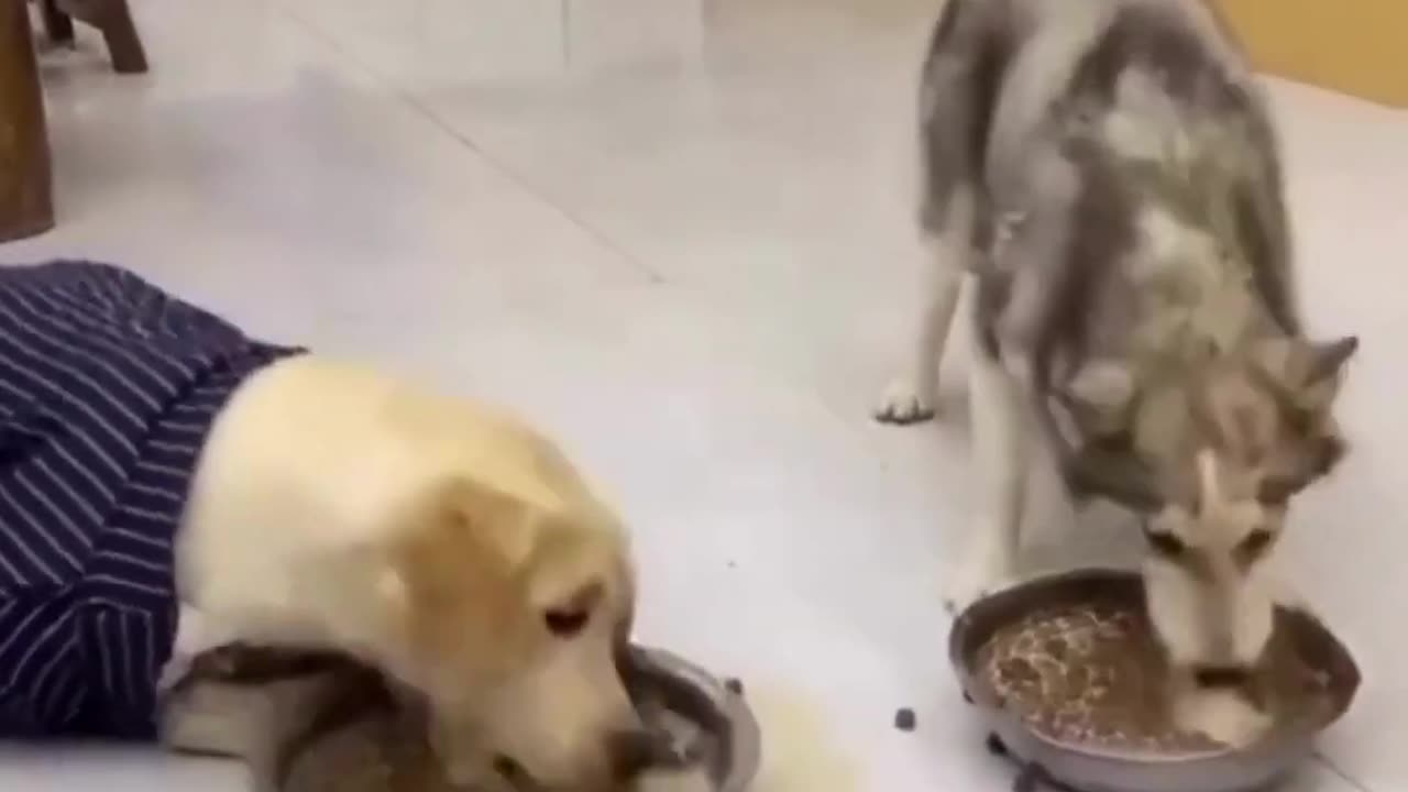 Husky and Labrador eating food funny video