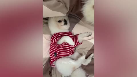 Funny Animals videos 2023 Funny dogs and cat videos @InsideB