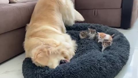 How the Golden Retriever and New Tiny Kittens Became Best Friends