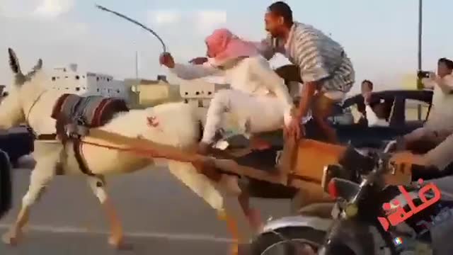 Fastest donkey in the world | don't miss