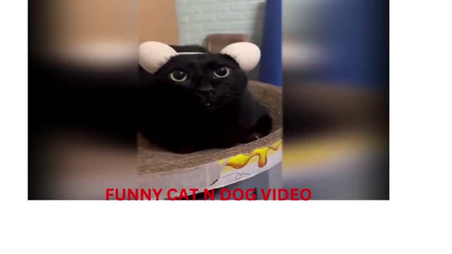 FUNNY CAT IN DANGER ZONE