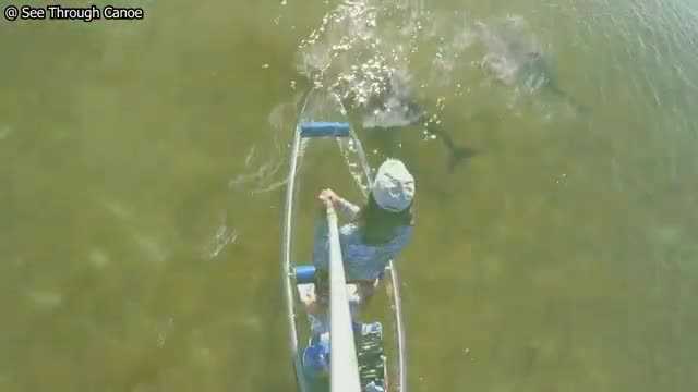 Dolphin feeding technique caught on video for the first tim