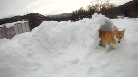 Corgi Snow Tunnel