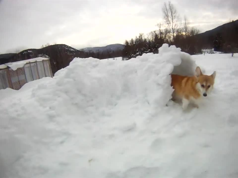 Corgi Snow Tunnel