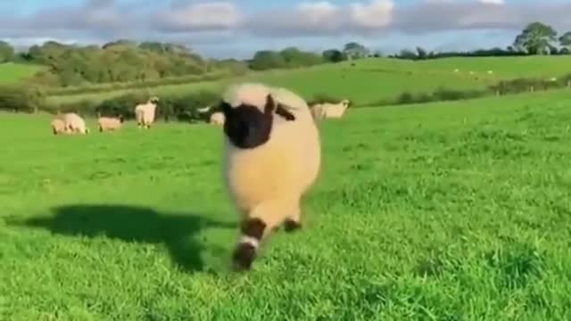 so cute sheep