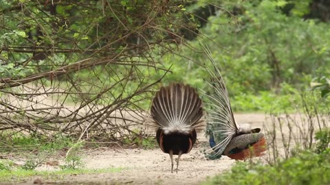 Beautiful Birds Stock Footage Royalty- #royaltyfree #birds