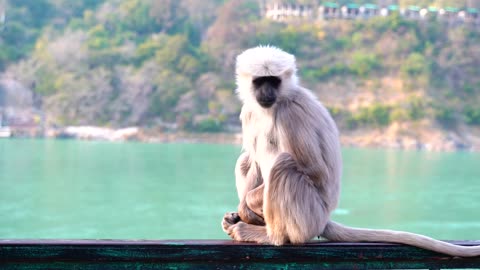 cute monkey with lake view