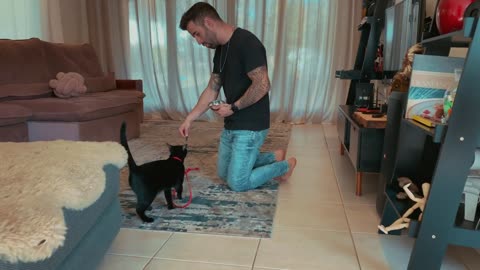 How to teach my cat to walk