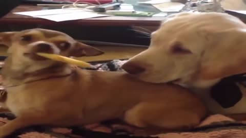 ULTIMATE|| Animal Compilation || Funny Fails || viral || comedy