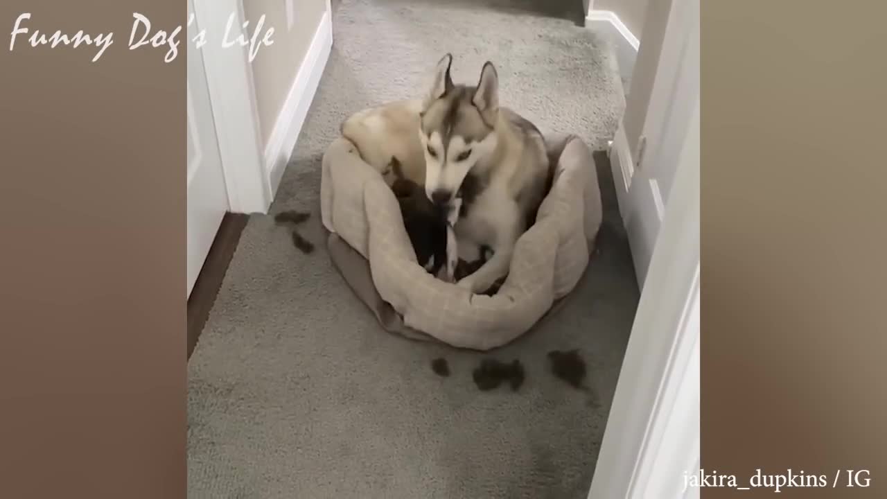 Husky Dogs will make you LAUGHING HEAD OFF !