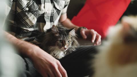 #Wonderful Cute Cats video #