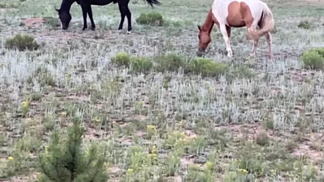 Pretty Horses