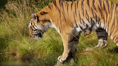 Todos os tipos de animais que vivem na floresta tropical do Brasil levam você ao mundo animal #2