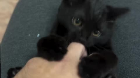 Tickle Time! Stingray and Kitten’s Belly Giggles