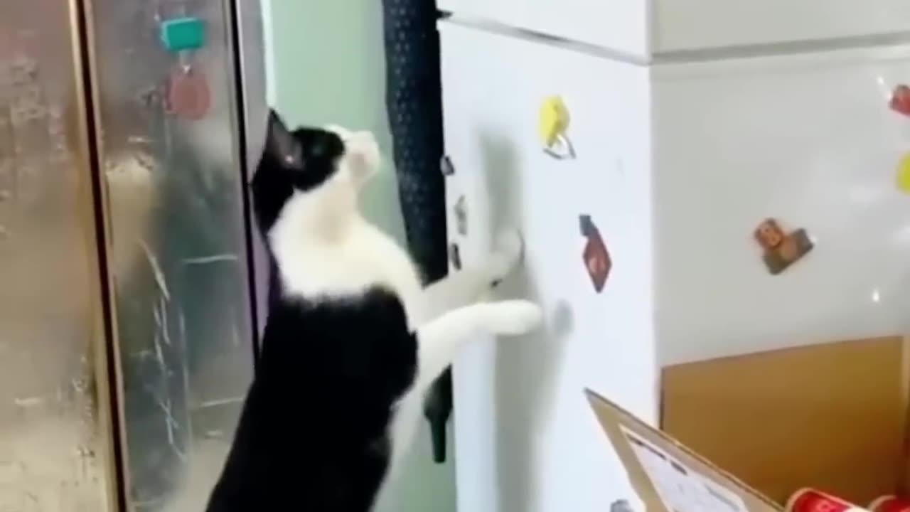 Cats funny moments##funny😺😅🤣 animals videos//