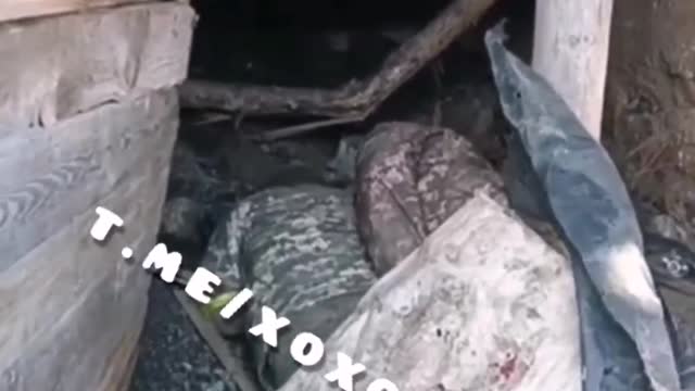 Dead crests in a pigsty. They died for the victory of Zalupensky