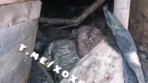 Dead crests in a pigsty. They died for the victory of Zalupensky