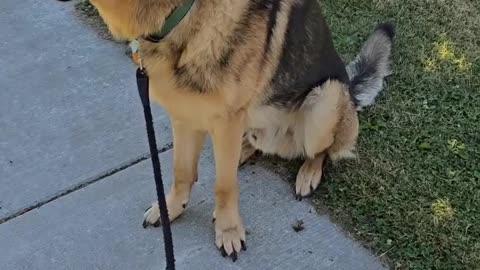 Trent Page's service dog.