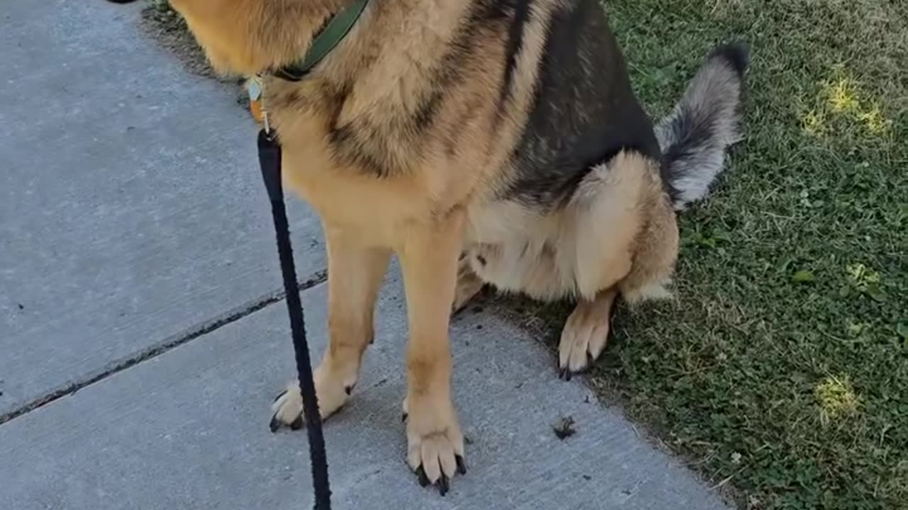 Trent Page's service dog.