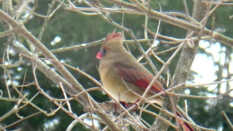 Cardinal