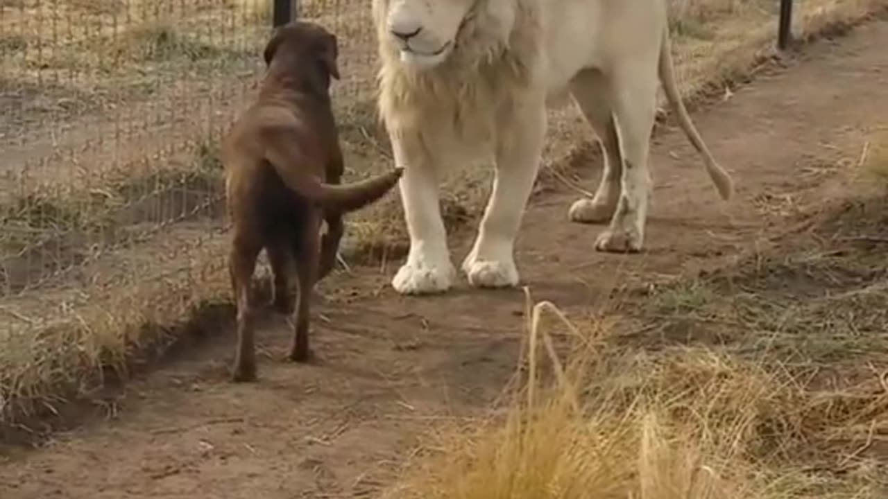 Lion asking dog for forgiveness