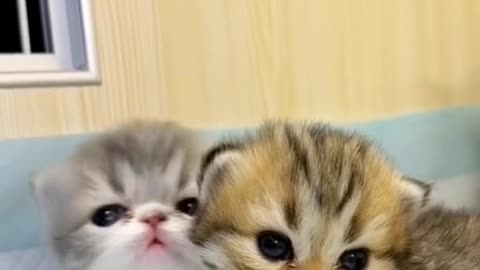 Funny Cats n Kitten