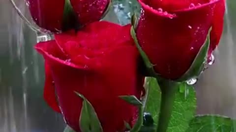 Rain on Beautiful Flower To See And Enjoy