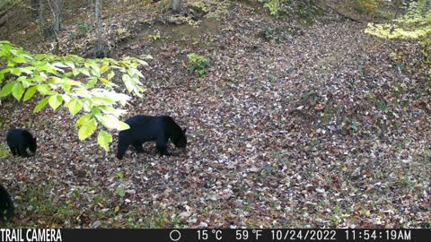 Two Black Bear Cubs follow mom through the woods!