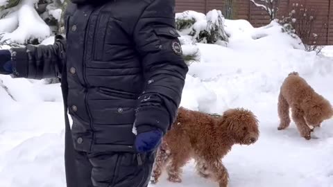 Baby having fun with dogs in snow.