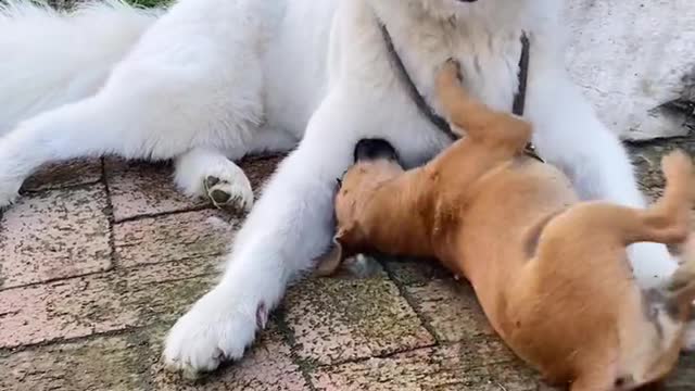 I don't think you've ever seen that lovely Samoyed