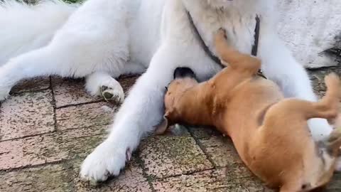 I don't think you've ever seen that lovely Samoyed