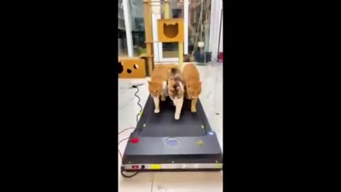 NEW Cat Videos 2024 😹 Funny Cat Videos 1