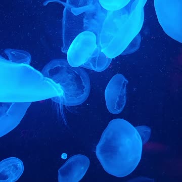 Jelly fish