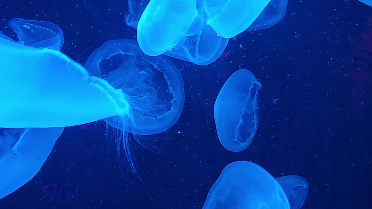 Jelly fish