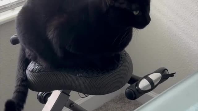 Adopting a Cat from a Shelter Vlog - Precious Piper Shows How She Uses the Exercise Bike #shorts