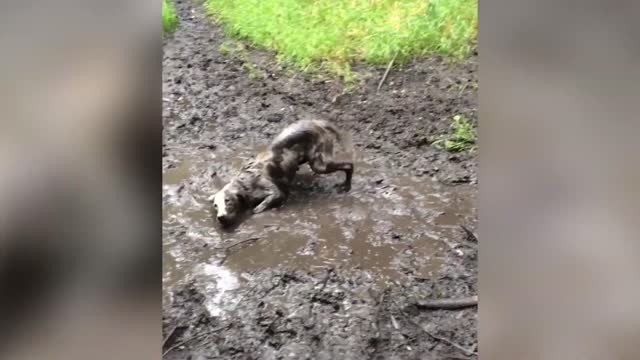 Ultimate Animal Reactions & Bloopers of October 2018 _ Funny Pet Videos