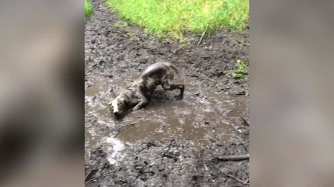 Ultimate Animal Reactions & Bloopers of October 2018 _ Funny Pet Videos
