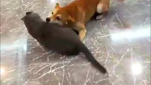 Funny cats and dog | part 2 | 2023