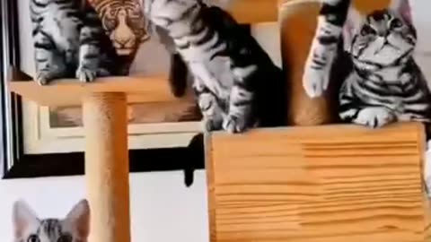 Cats dancing to the hindi songs.