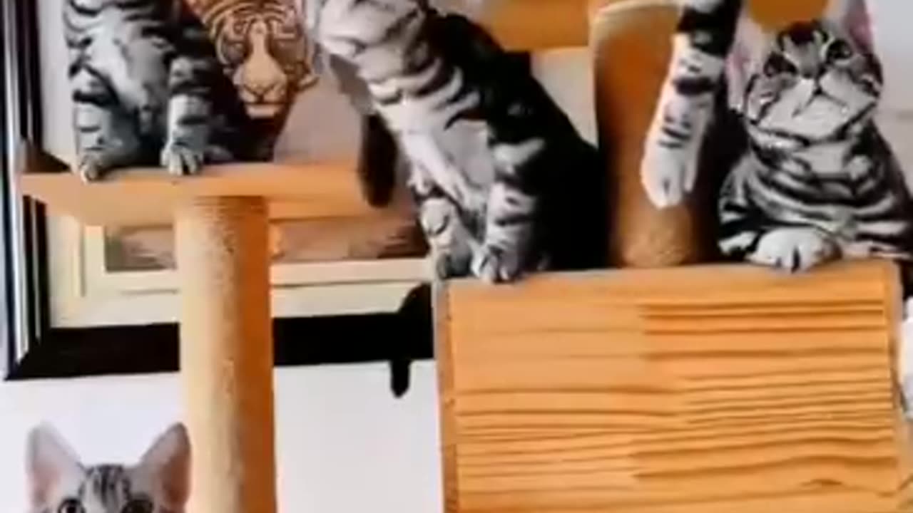 Cats dancing to the hindi songs.