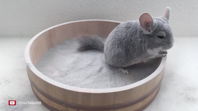 Epic Chinchilla Dust Bath